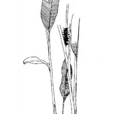 thumbnail for publication: Heliconia caribaea Caribbean Heliconia, Wild Plantain